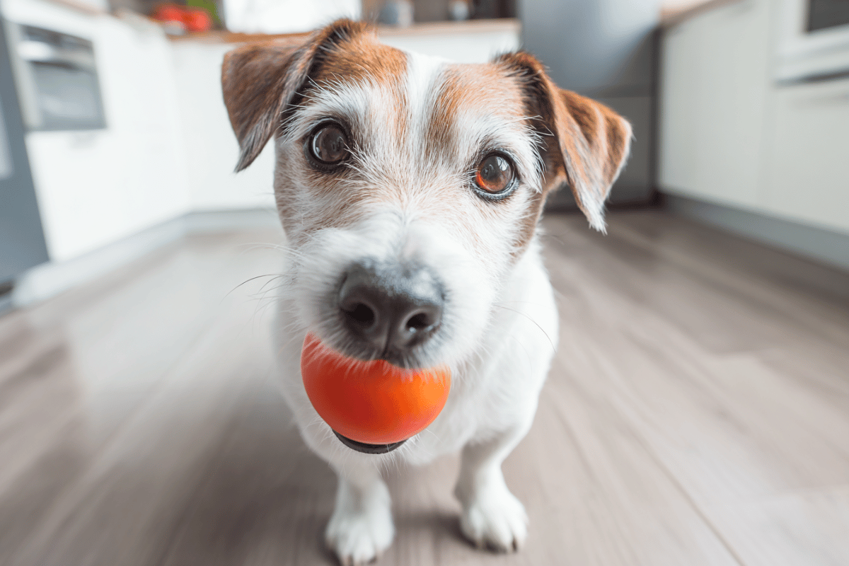 pomidory_w_diecie_psa