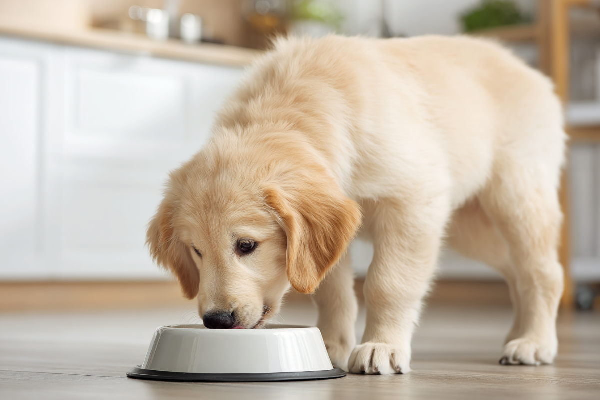 mokra_karma_-_szczeniak