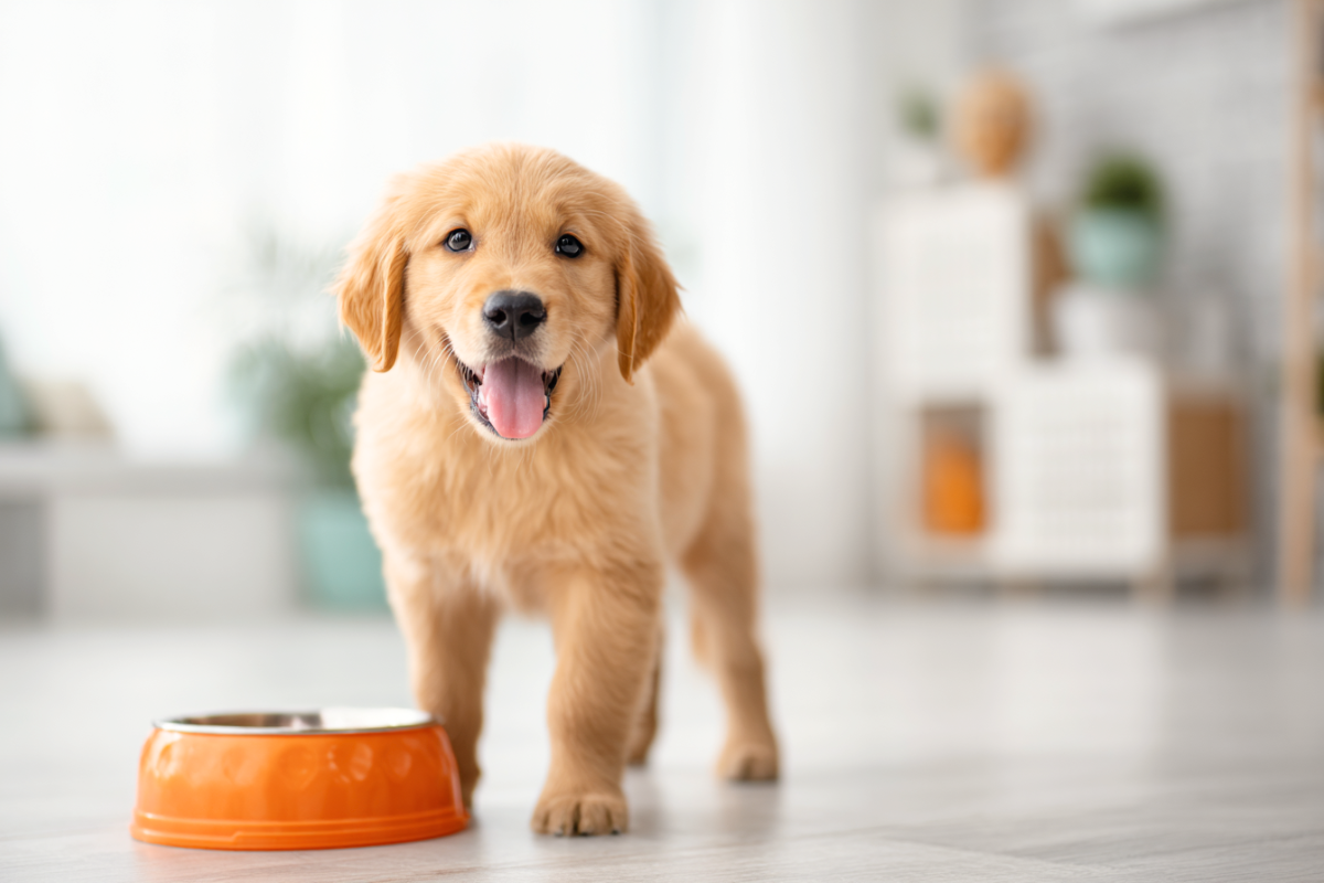 mokra_karma_dla_szczeniaka