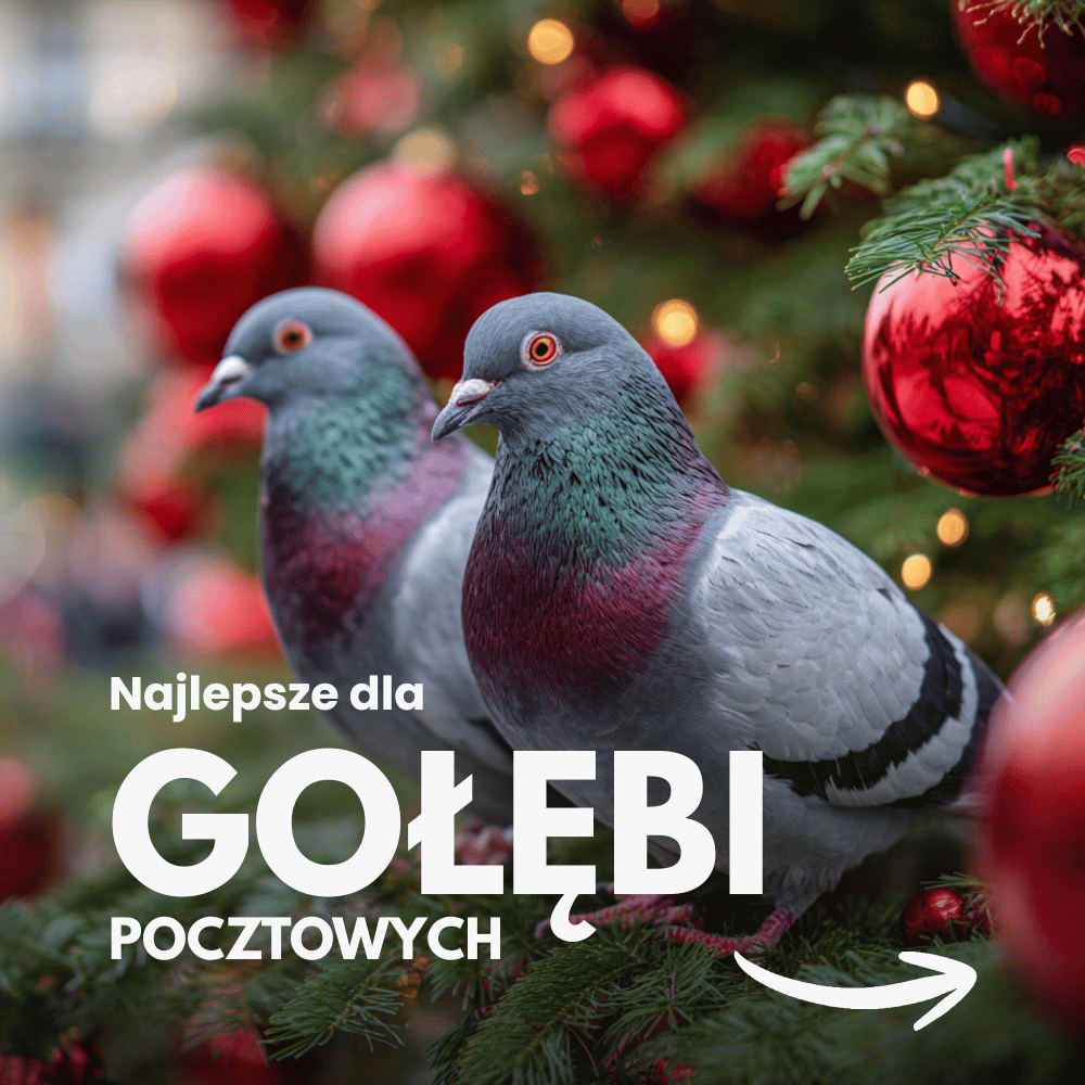 [BIOFEEDZOO] GOŁĘBIE POCZTOWE