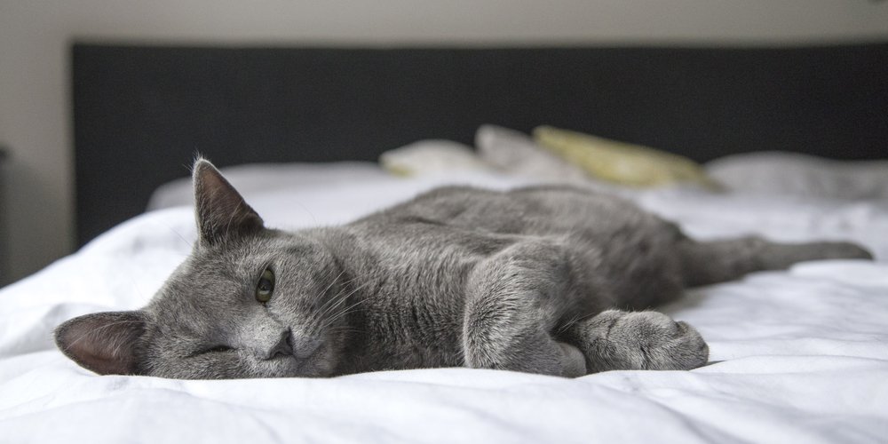 EUPHORIA - karmy dla kotów wymagających.