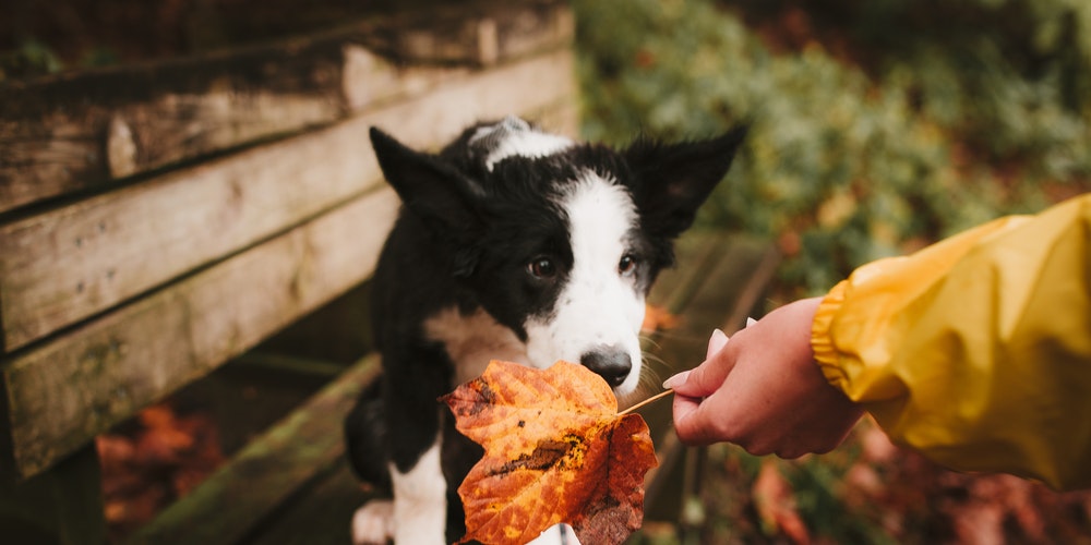 KONKURS "Jesienne spacery" - dołącz do foto zabawy!