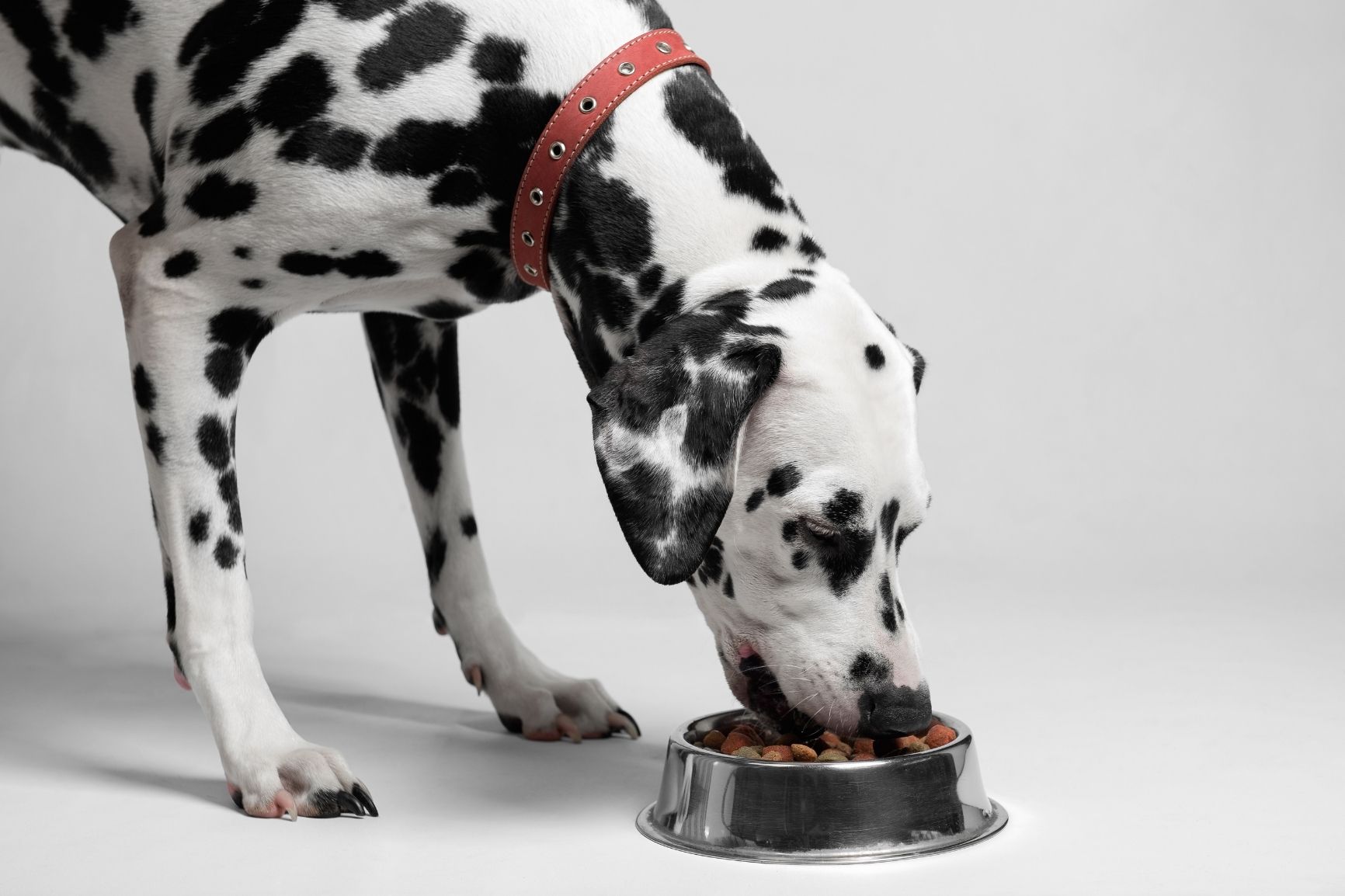 Dieta zdrowego psa: Jak wybrać i jak podawać olej z łososia?