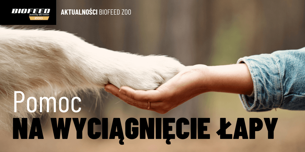 BioFeed ZOO wspiera schroniska!