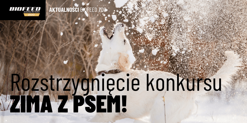 Rozstrzygnięcie konkursu BioFeed ZOO Zima z Psem
