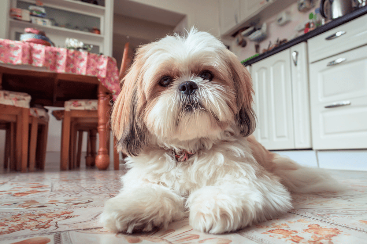 Czego nie może jeść shih tzu - lista zakazanych produktów dla psa tej rasy