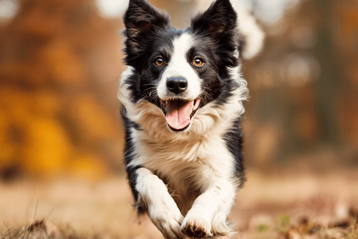 Kwasy tłuszczowe omega-3 dla psa. Znaczenie EPA i DHA w diecie psów