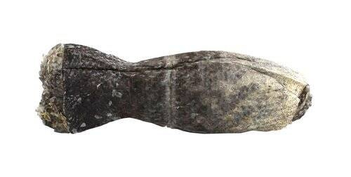 Kość dla psa w skórze dorsza